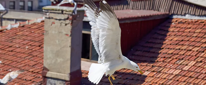 Residential Chimney Animal Removal Solution in Conway, AR