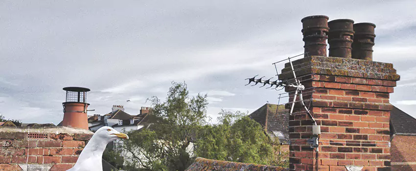 Chimney Cleaning And Restoration in Conway, Arkansas